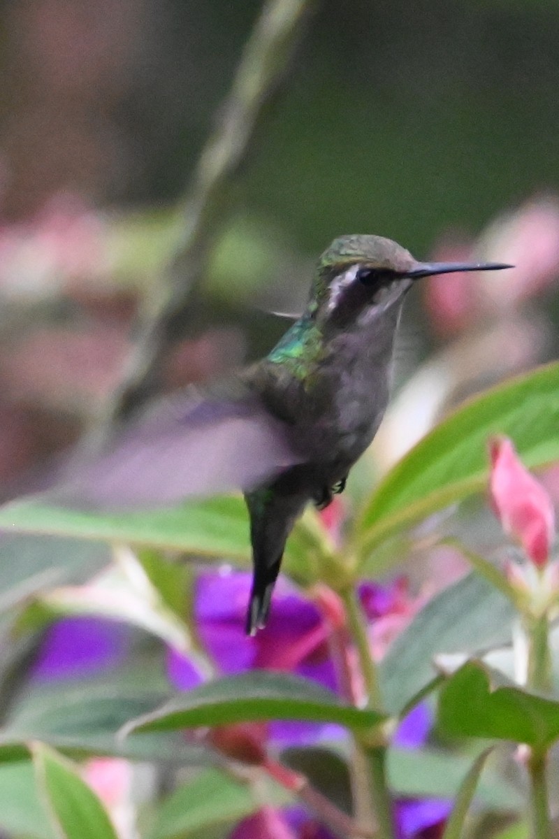 Western Emerald - ML646362016