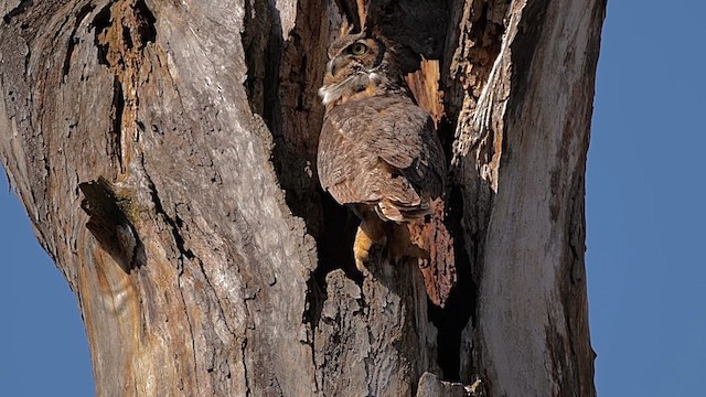 Пугач віргінський - ML646362018