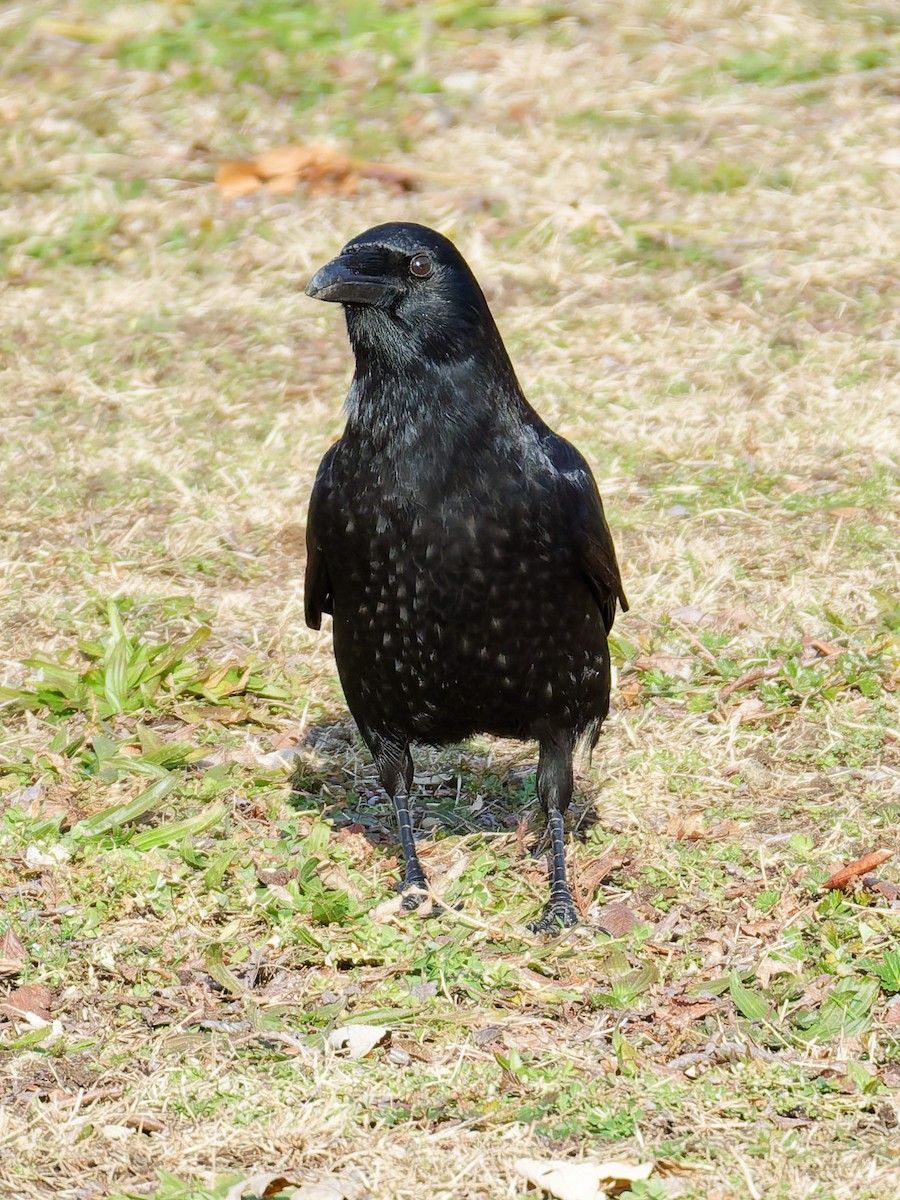 American Crow - ML646362019