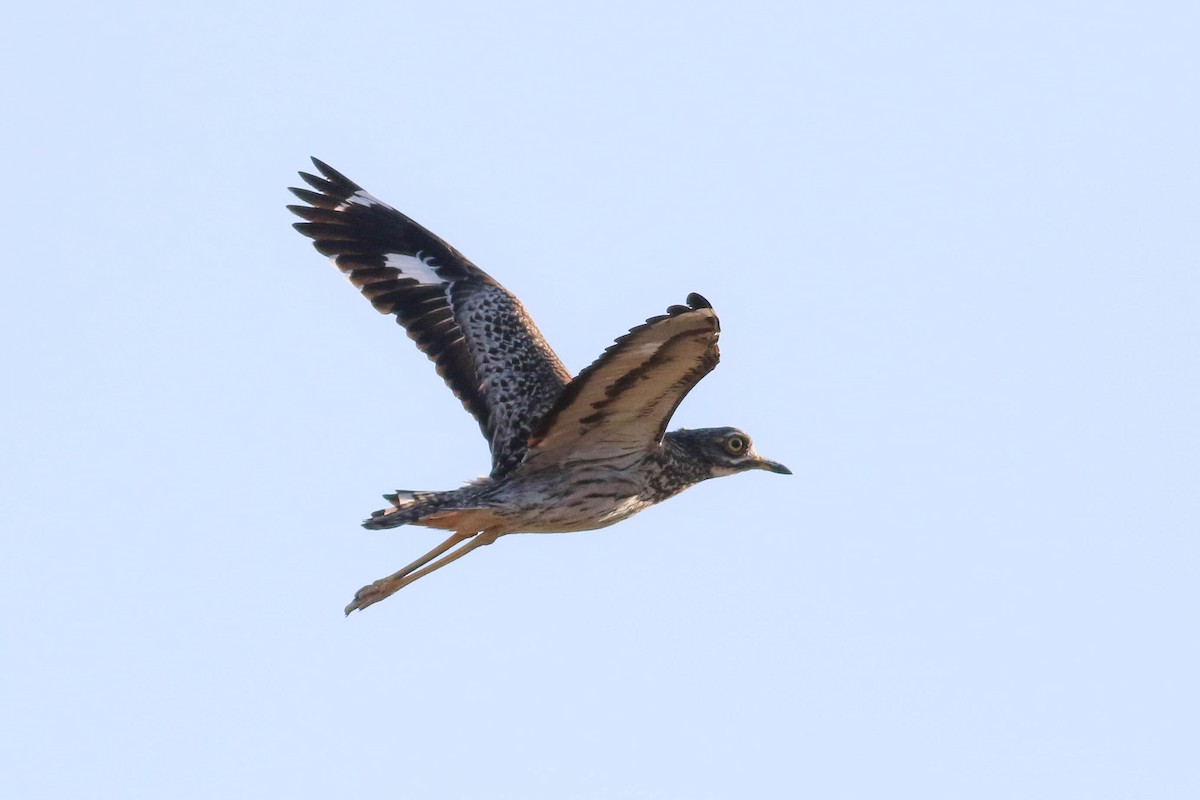 Spotted Thick-knee - ML646362023