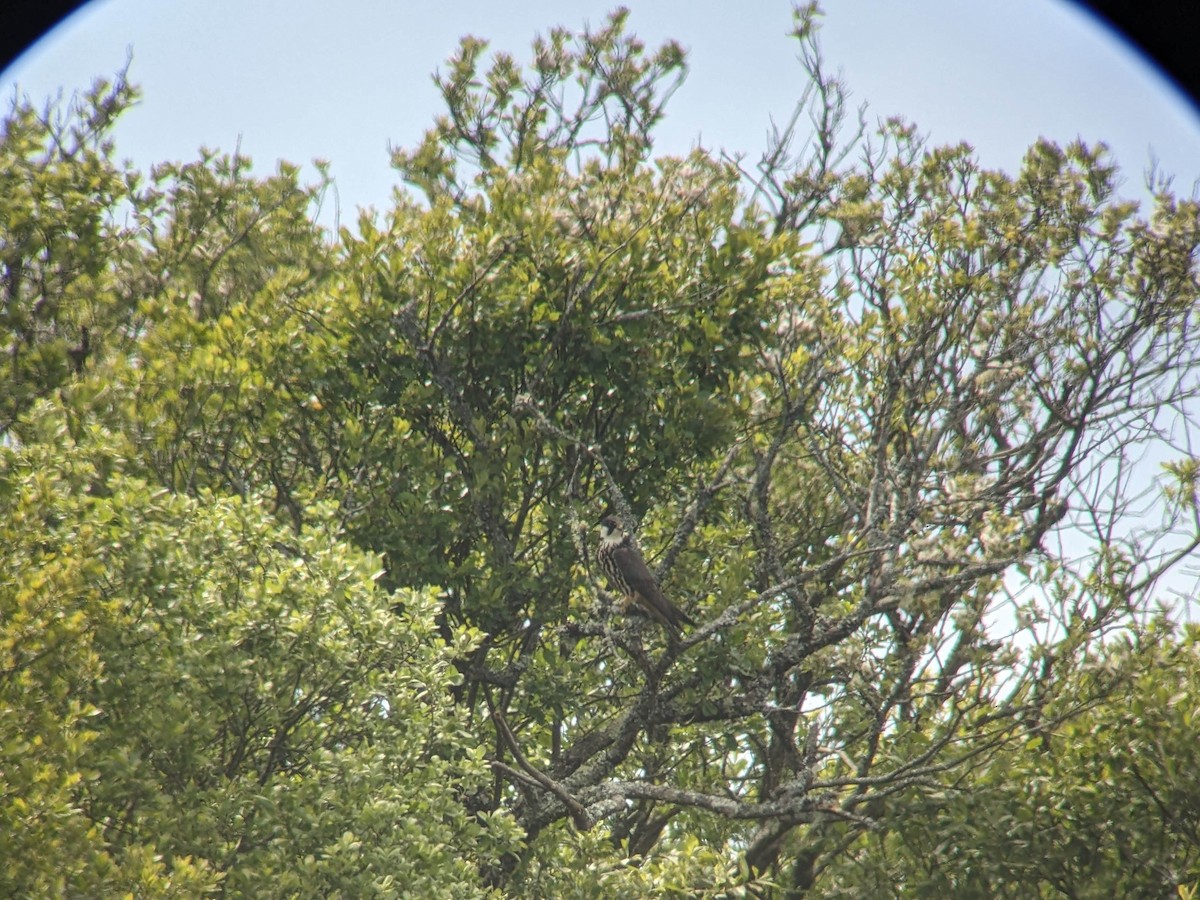 燕隼 - ML646362027