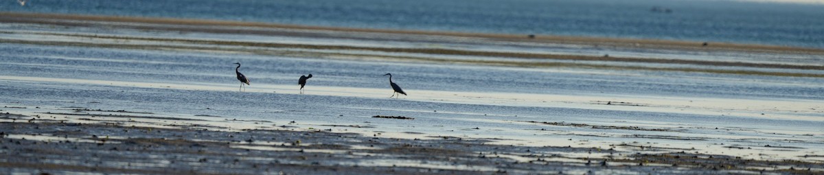 白臉鷺 - ML646362028