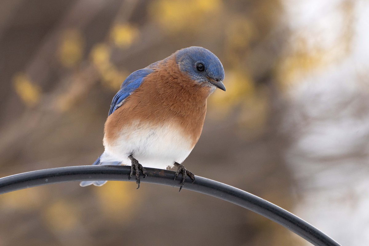 Eastern Bluebird - ML646362029