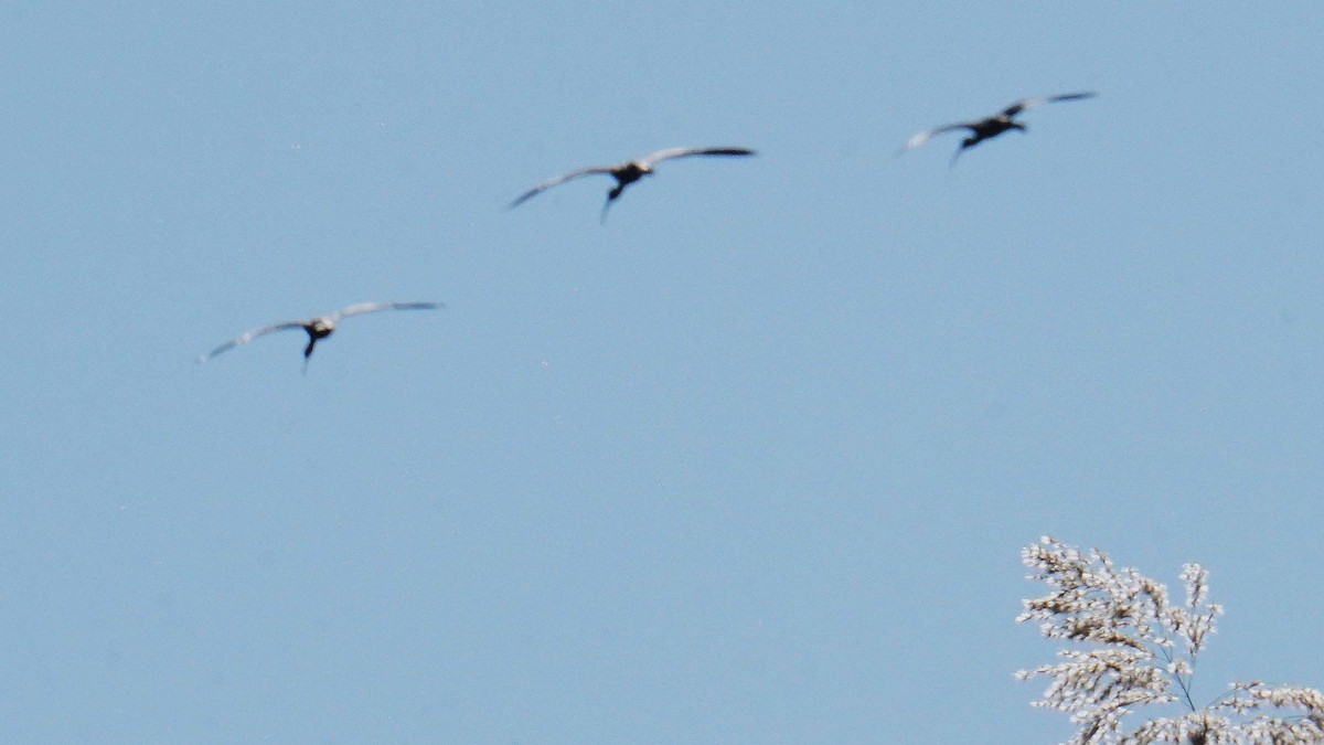 彩䴉 - ML646362030