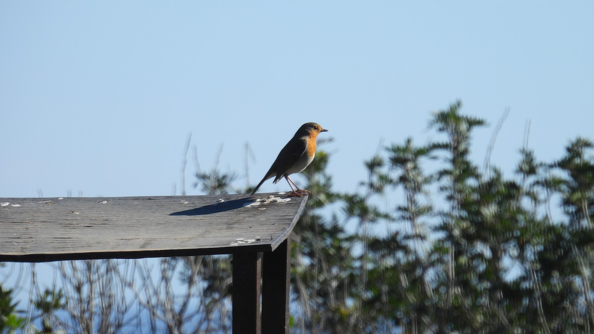 European Robin - ML646362032