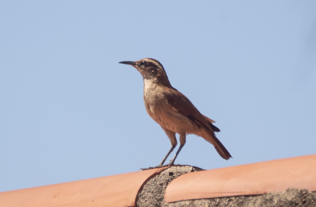 Wing-banded Hornero - ML646362033