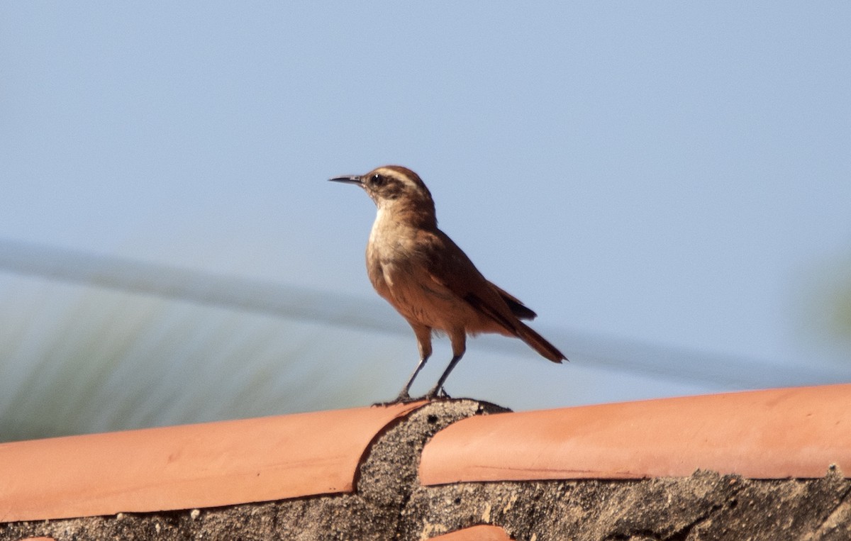 Wing-banded Hornero - ML646362034