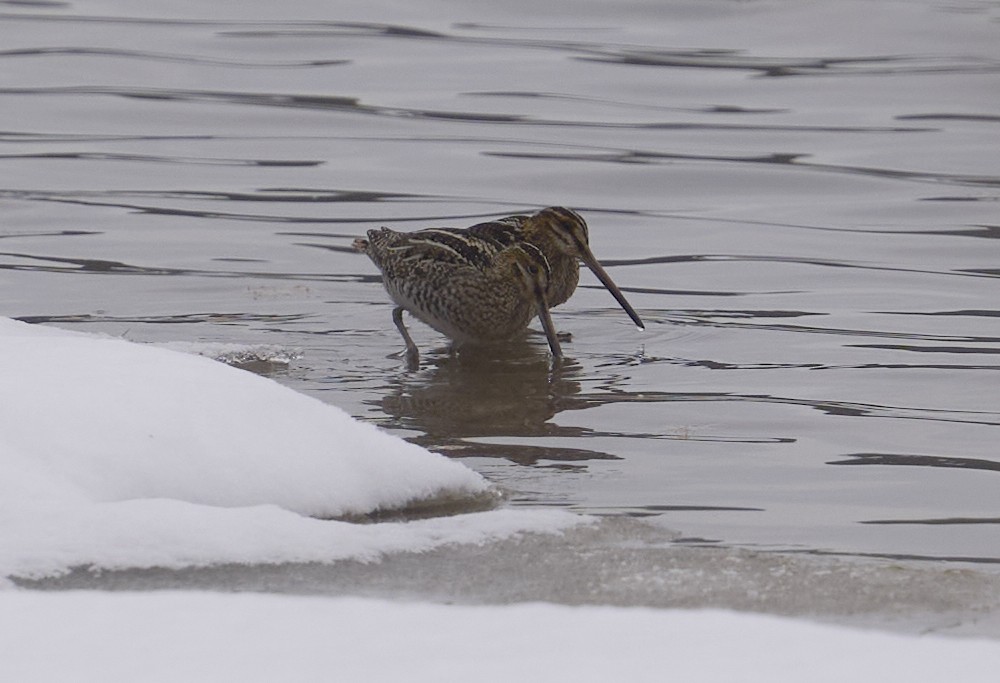 Wilson's Snipe - ML646362035