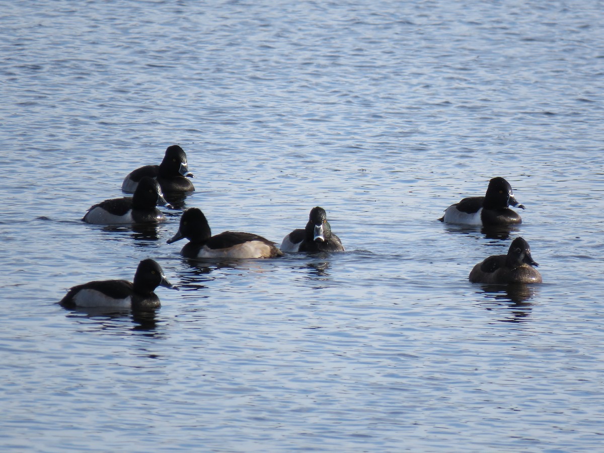 環頸潛鴨 - ML646362037