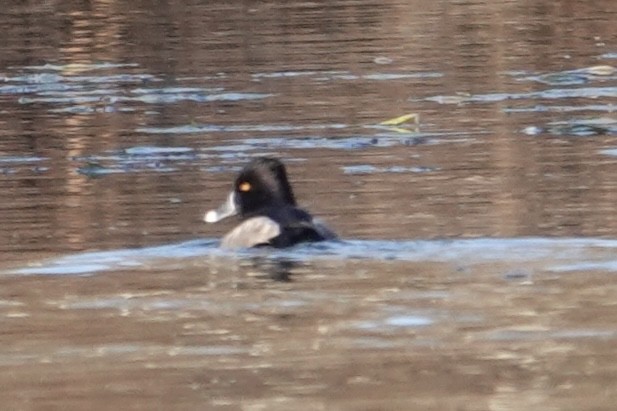 環頸潛鴨 - ML646362038