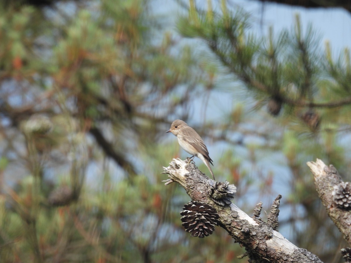 斑鶲 - ML646362043