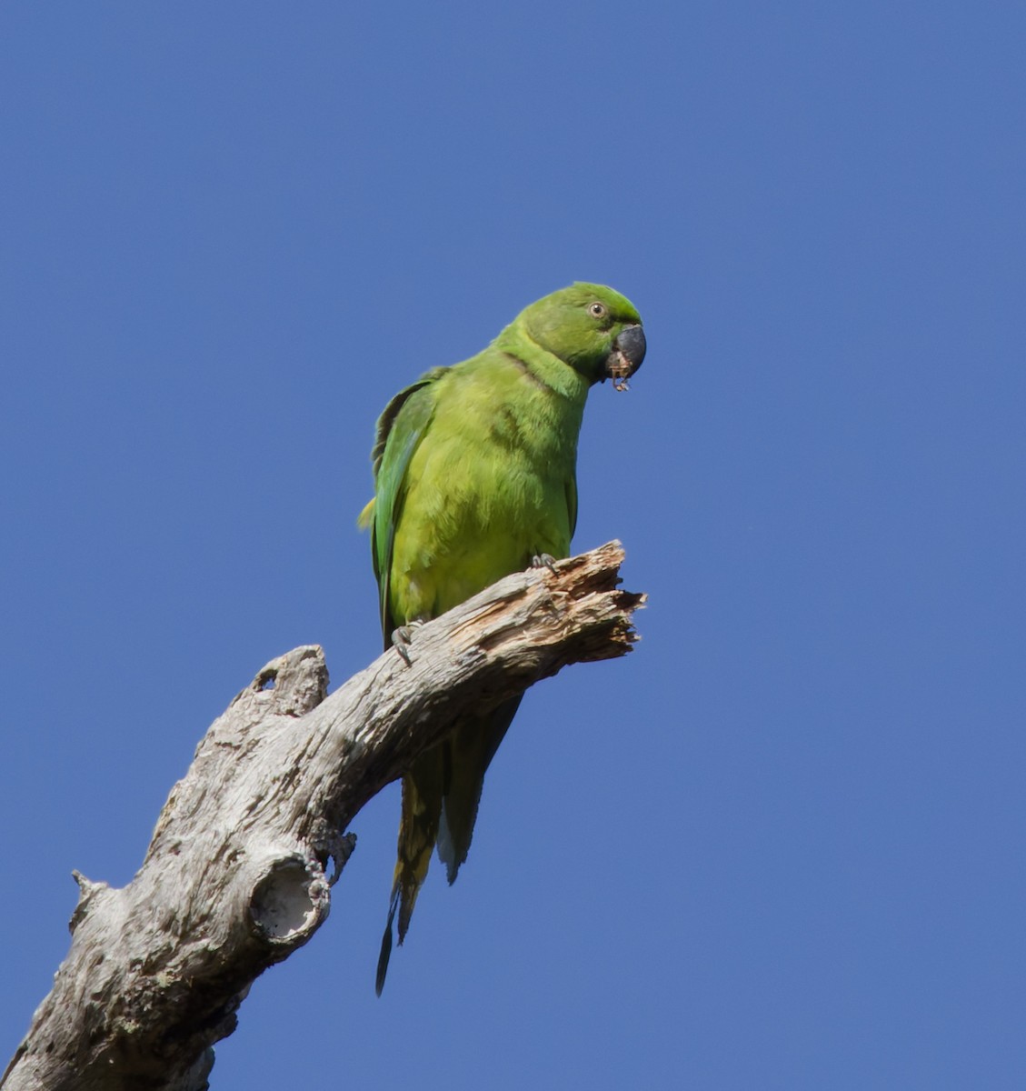 Папужець острівний - ML646362044