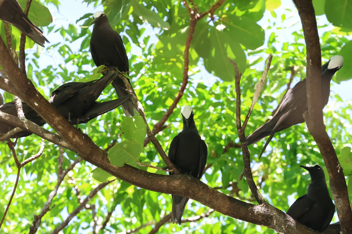 黑玄燕鷗 - ML646362045