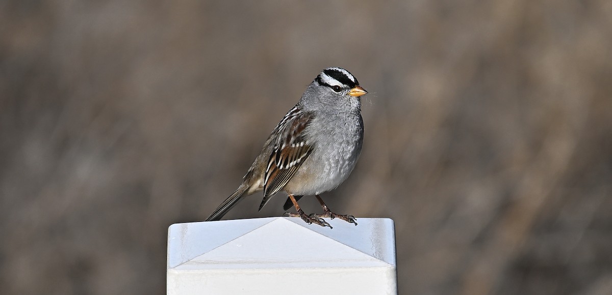 White-crowned Sparrow - ML646362048