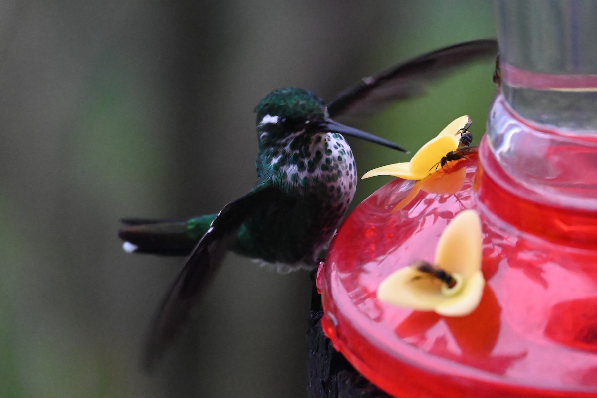 Speckled Hummingbird - ML646362049