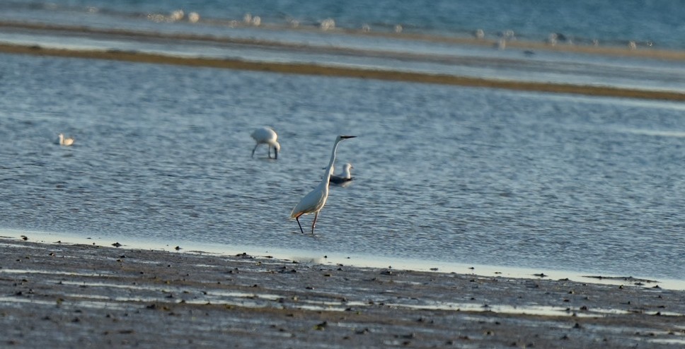Great Egret - ML646362057