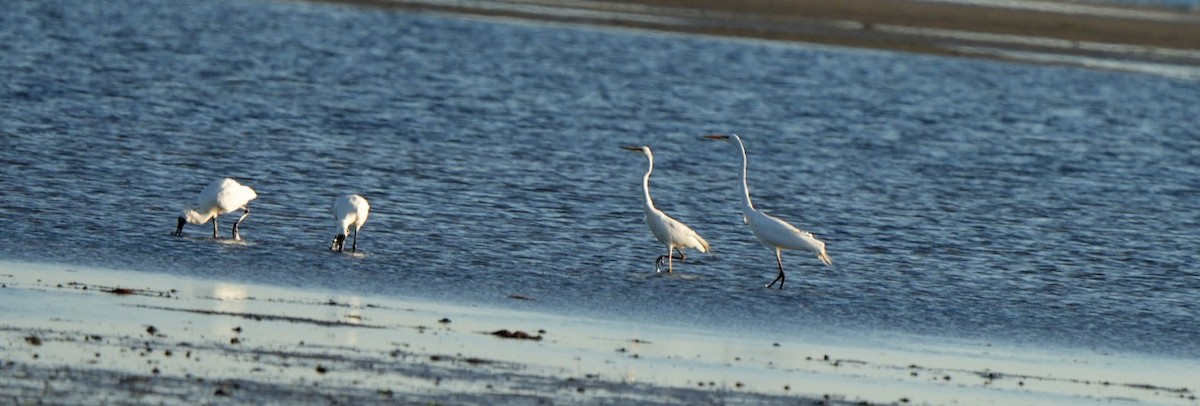 Great Egret - ML646362058