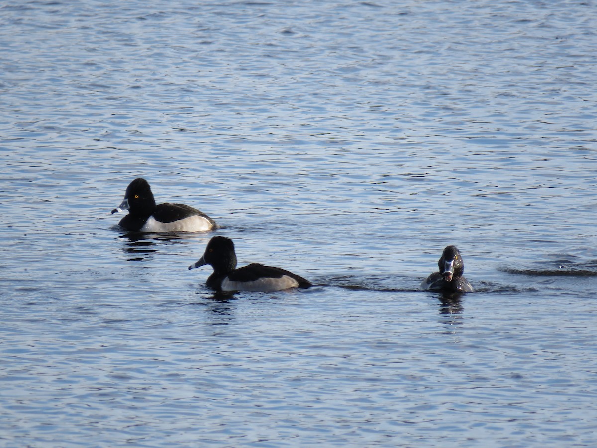 Ring-necked Duck - ML646362061