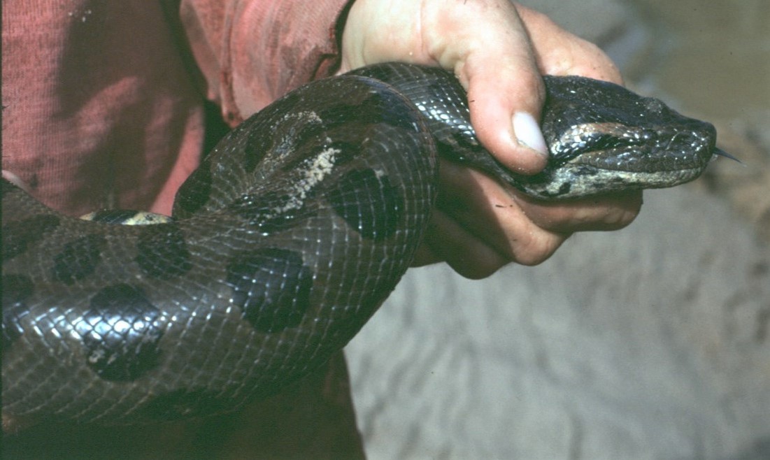 Green Anaconda - ML646362062