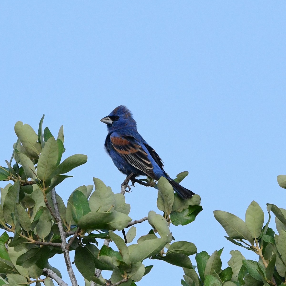 Blue Grosbeak - ML646362067