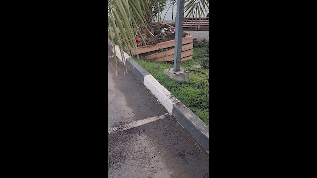 Abyssinian Thrush - ML646362069