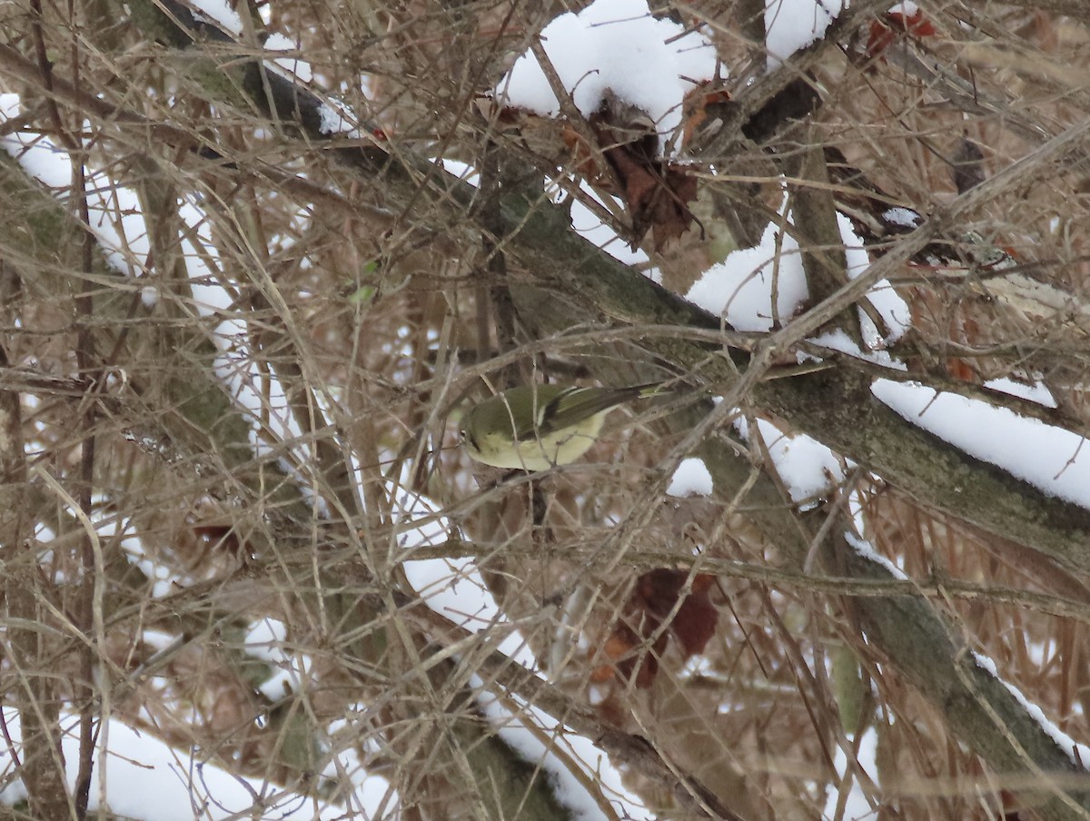 Ruby-crowned Kinglet - ML646362070