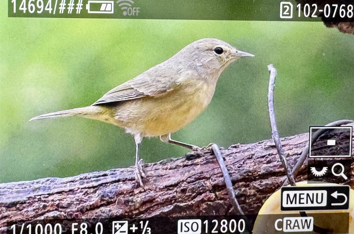 Orange-crowned Warbler - ML646362072