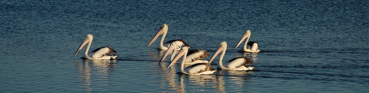 Australian Pelican - ML646362073