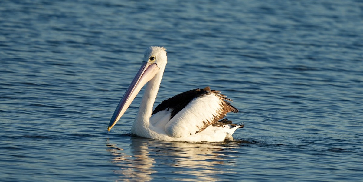 Australian Pelican - ML646362074