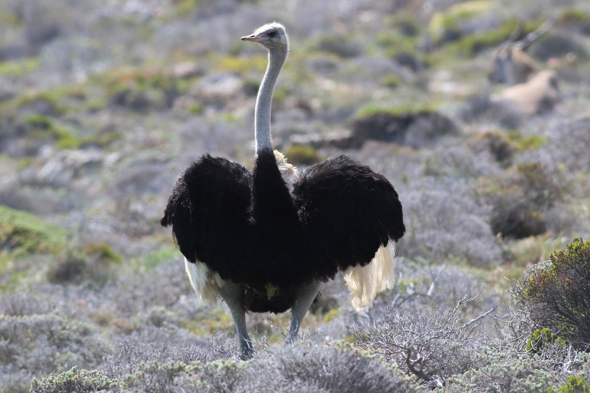Common Ostrich - ML646362075