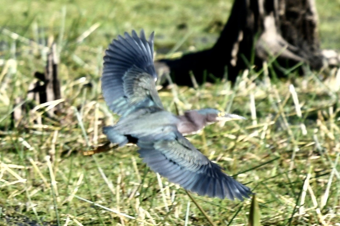 Yeşil Balıkçıl - ML646362076