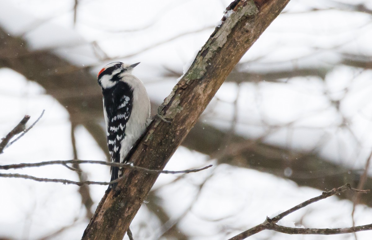 Downy Woodpecker - ML646362079