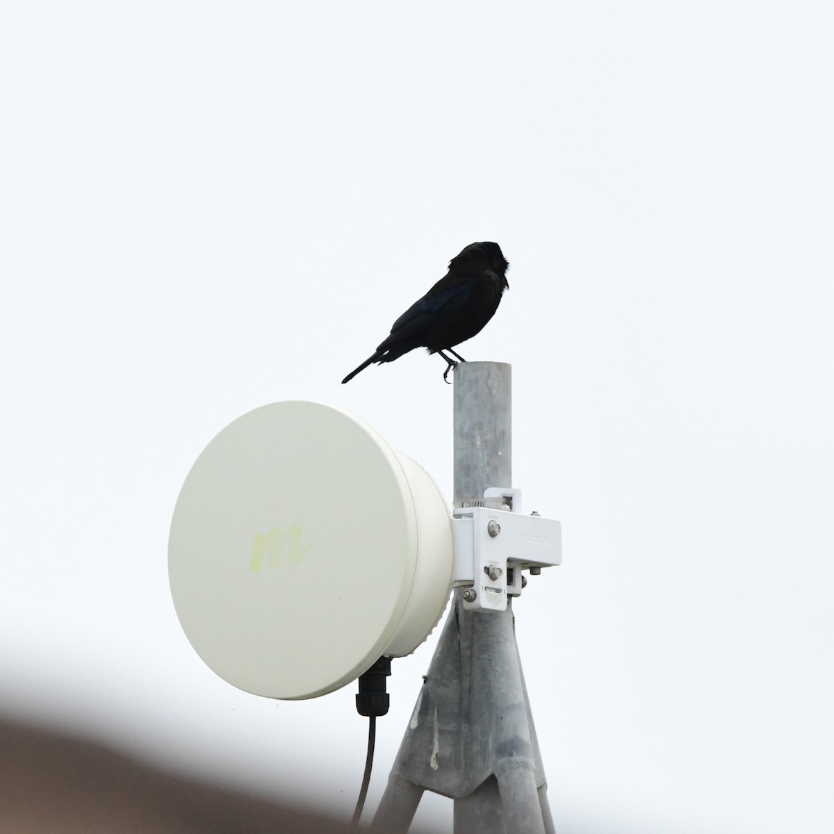 Bronzed Cowbird - ML646362080