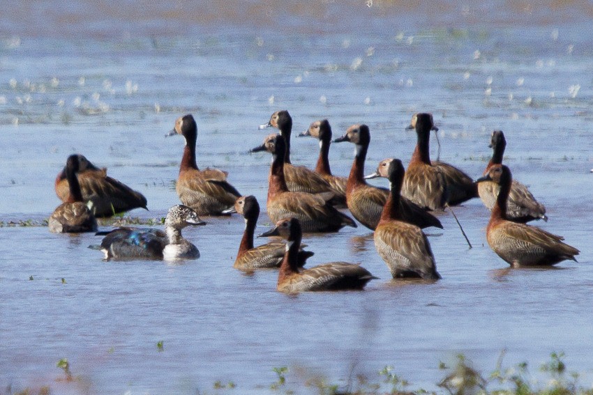 アメリカコブガモ - ML646362084