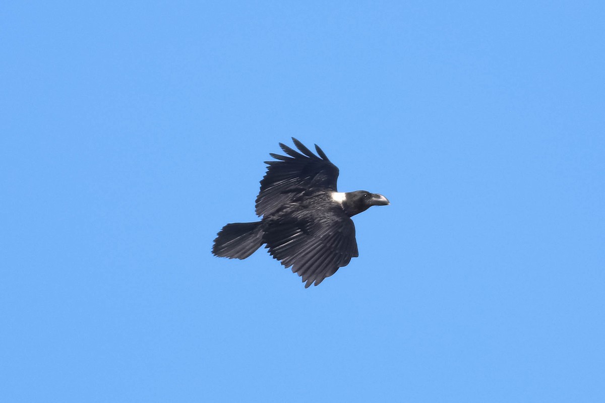 White-necked Raven - ML646362086