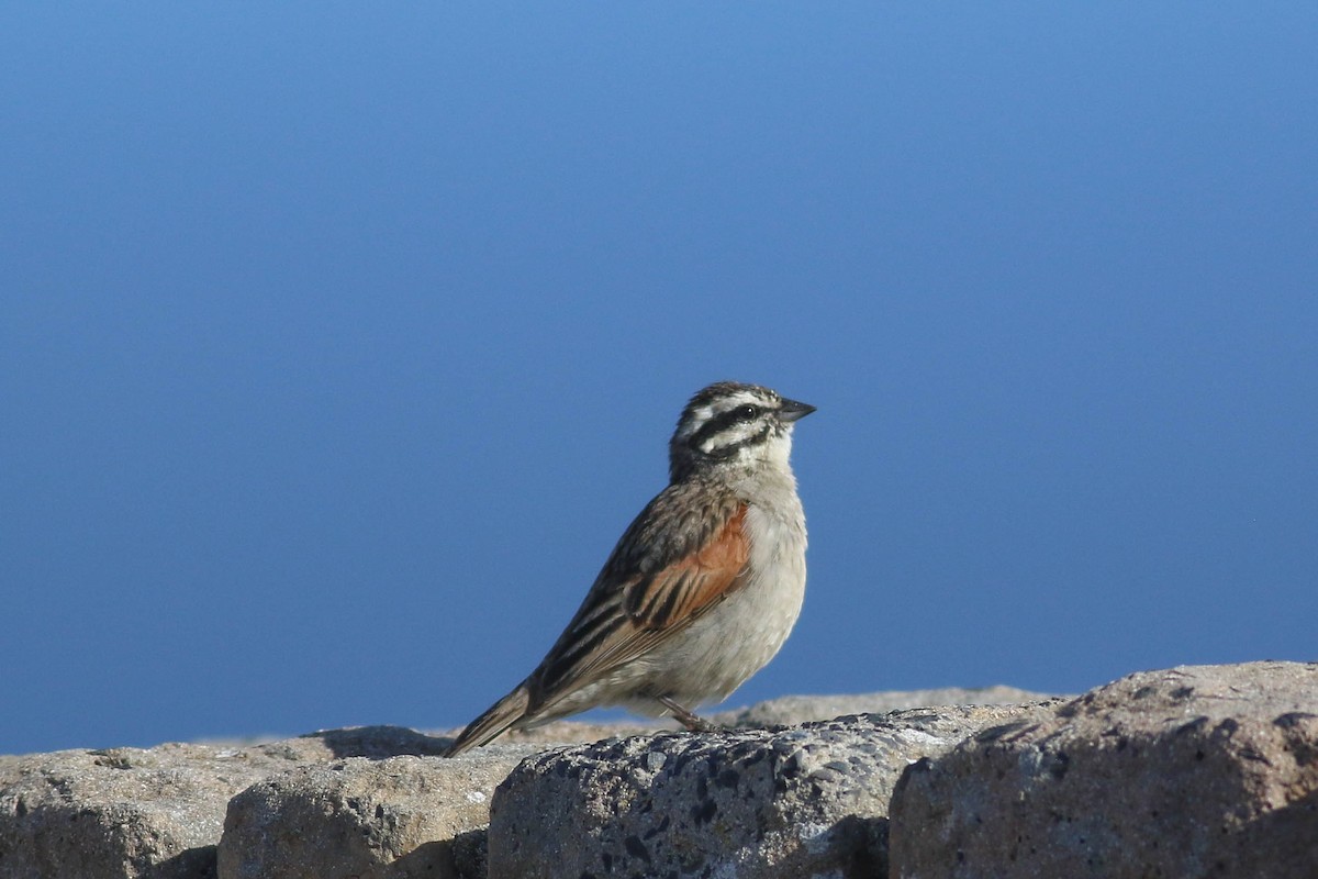 Cape Bunting - ML646362090