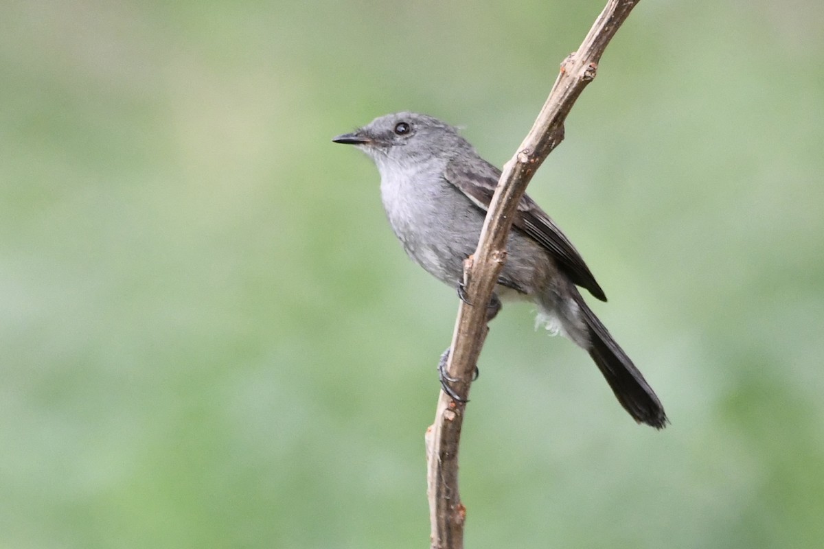 Sooty Tyrannulet - ML646362091