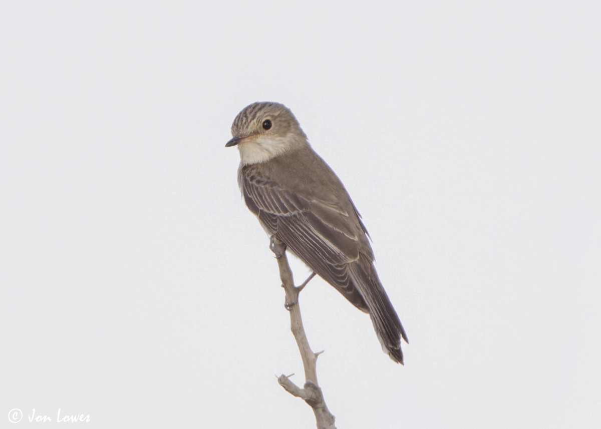 Spotted Flycatcher (Spotted) - ML646362092
