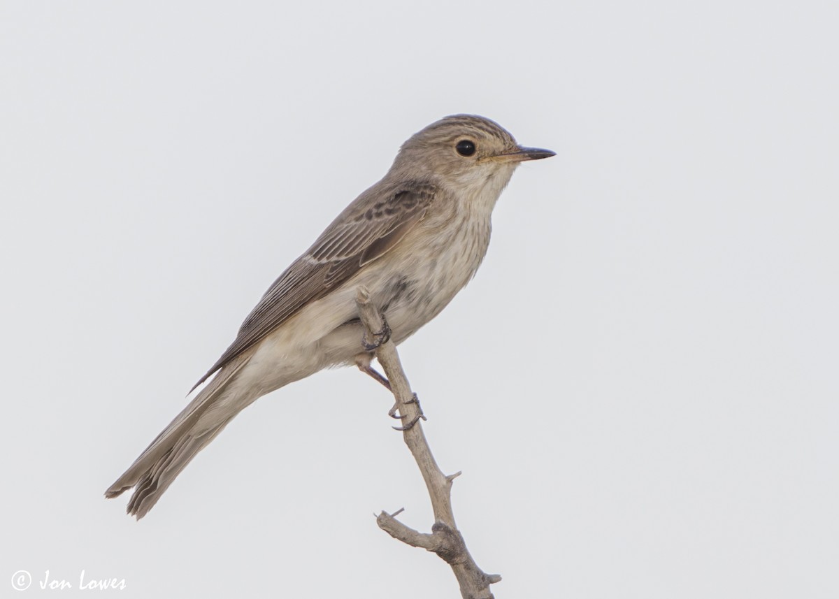 Spotted Flycatcher (Spotted) - ML646362093