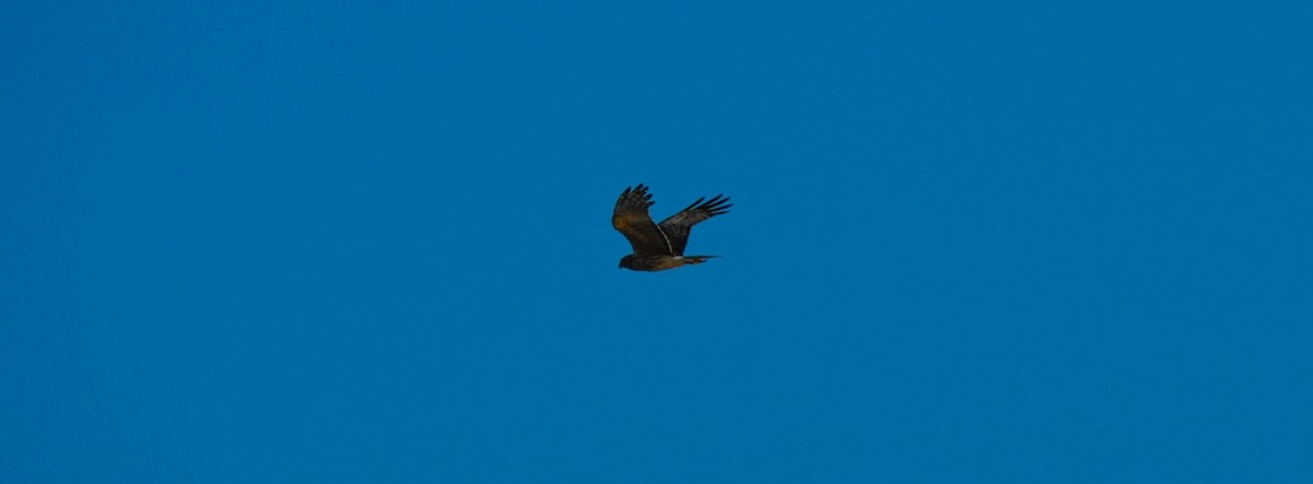 Лунь південний - ML646362095