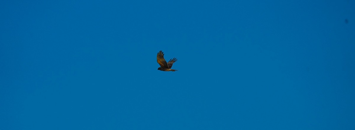 Лунь південний - ML646362096