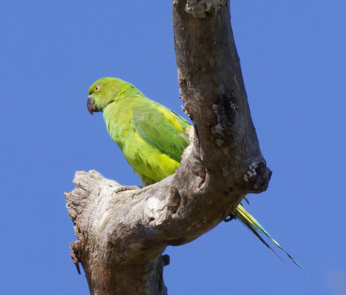 Папужець острівний - ML646362098