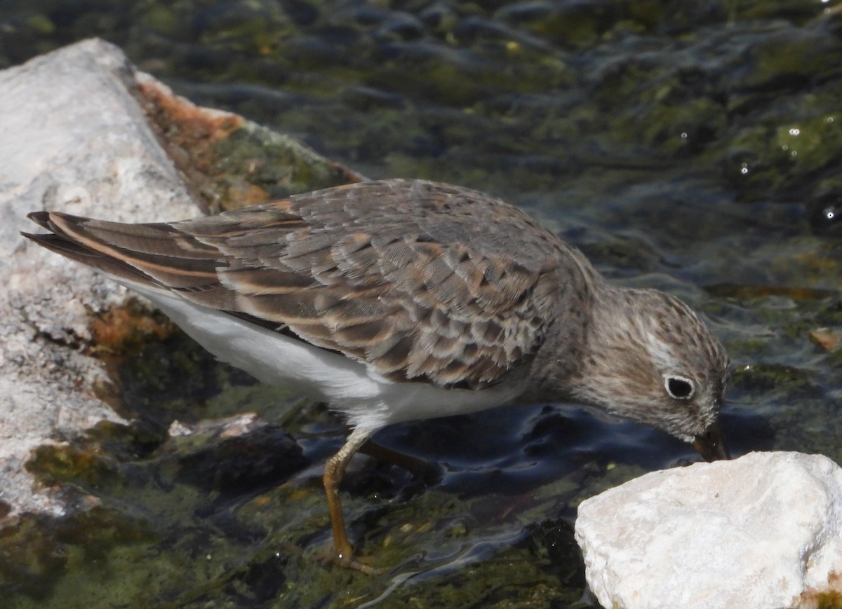Побережник білохвостий - ML646362099