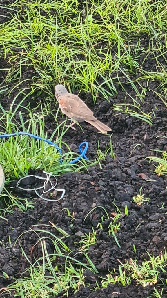 Горобець сірий - ML646362100