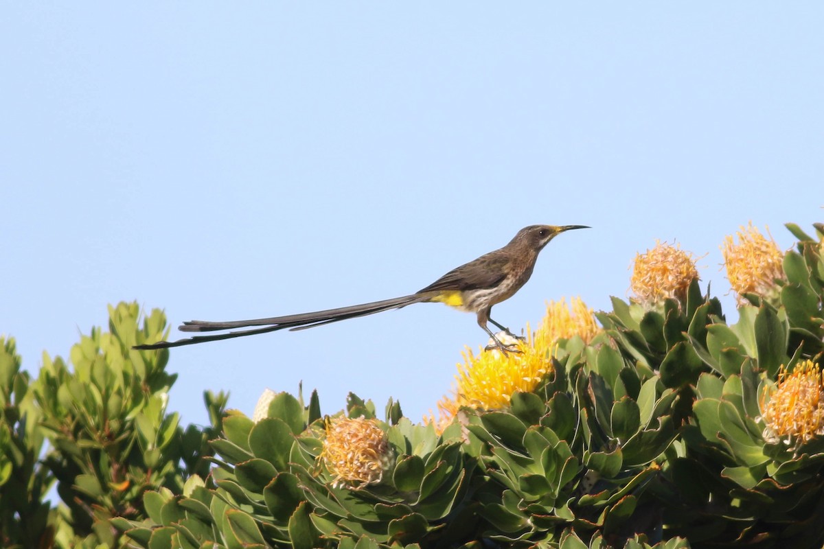 Цукролюб буроволий - ML646362102