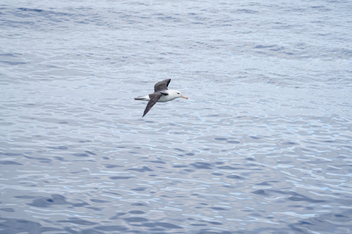 Альбатрос чорнобровий - ML646362108