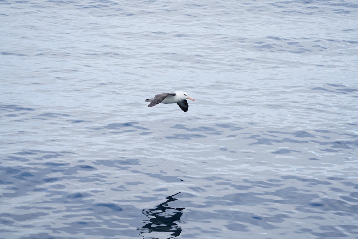 Альбатрос чорнобровий - ML646362109