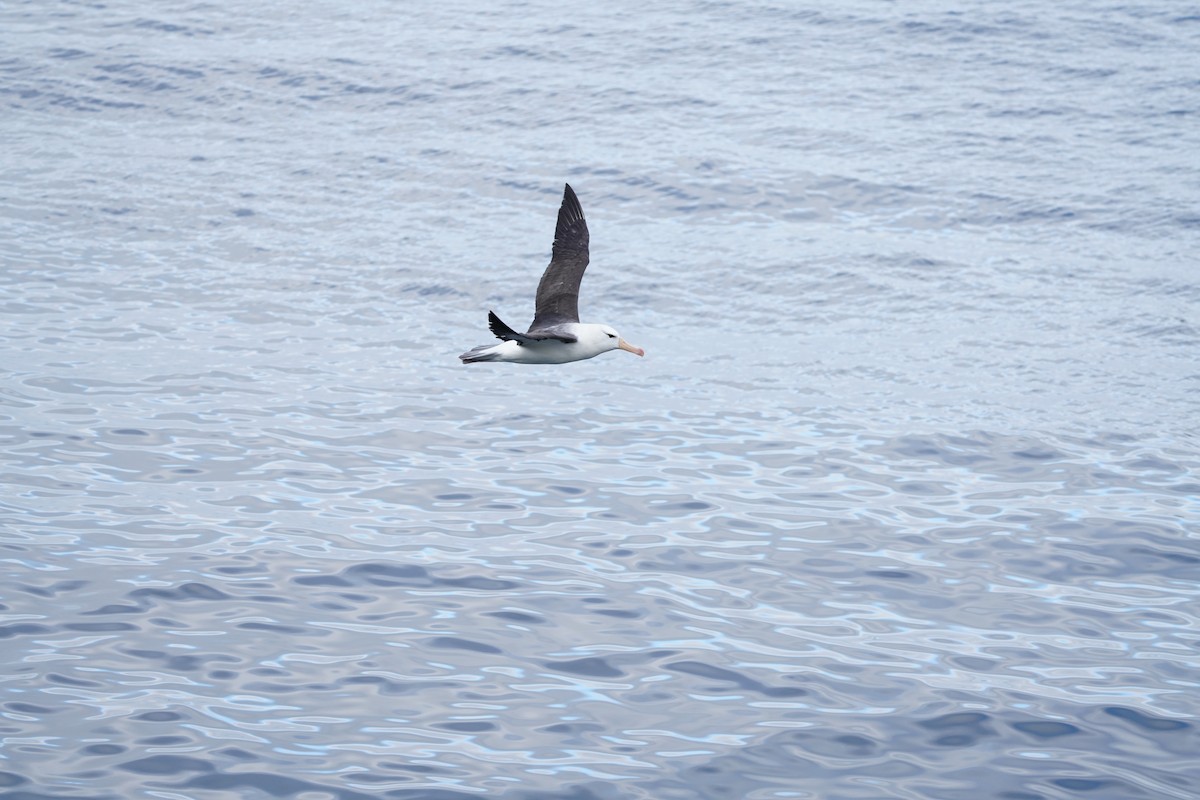 Альбатрос чорнобровий - ML646362110