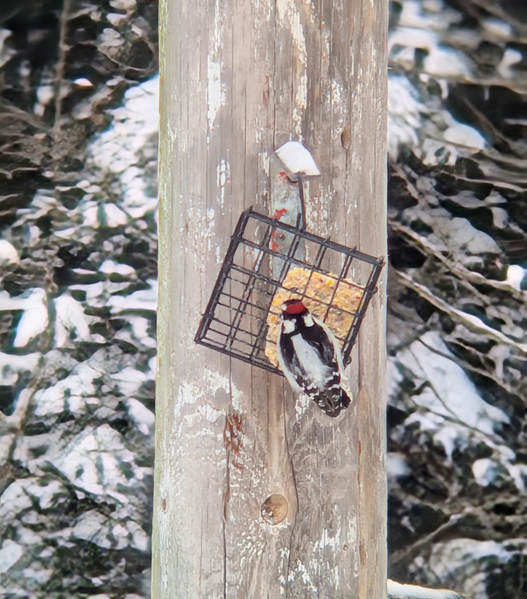 Дятел пухнастий - ML646362111