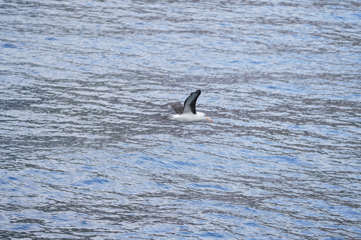 Альбатрос чорнобровий - ML646362112